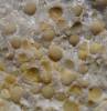 Primitia debilis