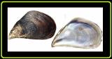 Mytilus unguiculatus