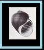 Afropomus balanoideus