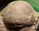 Kirkidium bohemicum