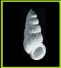 Opalia hotessieriana