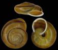 Chilostoma adelozona rhaeticum