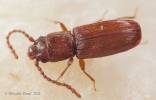 Cryptolestes ferrugineus - lesák moučný