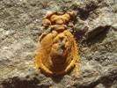 Pleuroctenium granulatum
