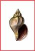 Beringius malleatus