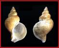Neptunea cybaea