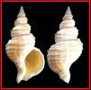 Neptunea elegantula