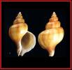 Neptunea hesperica