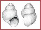 Obtusella intersecta