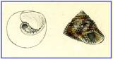 Clanculus guineensis