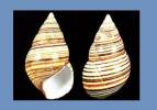 Liguus fasciatus judasense