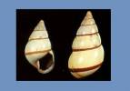 Liguus fasciatus nobilis