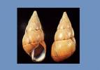 Liguus fasciatus cervus
