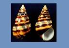 Liguus fasciatus barbouri