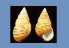 Liguus fasciatus beardi