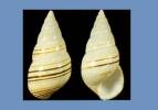 Liguus fasciatus capensis