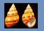 Liguus fasciatus castaneus