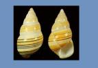 Liguus fasciatus cingulatus