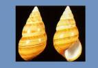 Liguus fasciatus clenchi