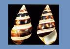 Liguus fasciatus deckerti