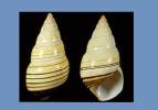 Liguus fasciatus delicatus