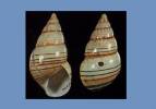 Liguus fasciatus dohertyi