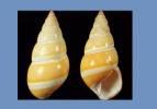 Liguus fasciatus dryas