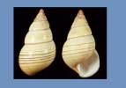 Liguus fasciatus elegans