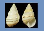 Liguus fasciatus elliottensis
