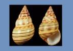 Liguus fasciatus evergladensis
