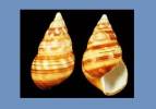 Liguus fasciatus farnumi