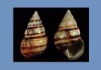 Liguus fasciatus floridanus