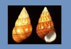 Liguus fasciatus fuscoflamellus