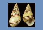 Liguus fasciatus innominatus