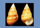 Liguus fasciatus kennethi