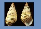 Liguus fasciatus lignumvitae