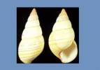 Liguus fasciatus lineolatus