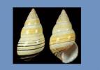 Liguus fasciatus livingstoni