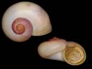 Incidostoma confusum