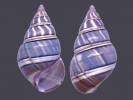 Liguus fasciatus sanctispiritensis