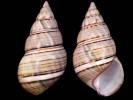 Liguus fasciatus falconi