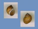 Paludomus chilinoides