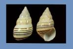 Liguus fasciatus mosieri