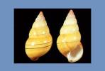 Liguus fasciatus ornatus