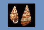 Liguus fasciatus aguayoi