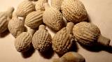 Temnocidaris sorigneti