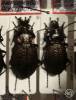 Carabus alysidotus