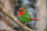 Erythrura psittacea - Red-throated Parrotfinch