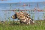 Haliaeetus albicilla - orel mořský