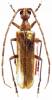 Vesperus ligusticus